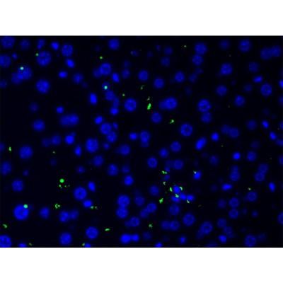 AF0135 at 1/200 staining human liver tissue cells by ICC/IF. Cells were formaldehyde fixed, permeabilized by Triton X-100 and blocked 5% BSA for 30 minutes at room temperature. The sample was incubated with the primary antibody (1/200 in BSA) for 1 hour. An Alexa Fluor 488?-conjugated Goat anti-rabbit antibody was used as the secondary.