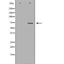 DF7229 staining HUVEC by IF/ICC. The sample were fixed with PFA and permeabilized in 0.1% Triton X-100,then blocked in 10% serum for 45 minutes at 25¡ãC. The primary antibody was diluted at 1/200 and incubated with the sample for 1 hour at 37¡ãC. An  Alexa Fluor 594 conjugated goat anti-rabbit IgG (H+L) Ab, diluted at 1/600, was used as the secondary antibod