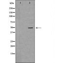 DF7231 staining  HuvEc cells by IF/ICC. The sample were fixed with PFA and permeabilized in 0.1% Triton X-100,then blocked in 10% serum for 45 minutes at 25¡ãC. The primary antibody was diluted at 1/200 and incubated with the sample for 1 hour at 37¡ãC. An  Alexa Fluor 594 conjugated goat anti-rabbit IgG (H+L) antibody(Cat.