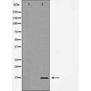 Western blot analysis of extracts of HeLa, using H3K14me1 antibody. The lane on the left is treated with the antigen-specific peptide.