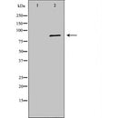 DF7265 at 1/100 staining Mouse spleen tissue by IHC-P. The sample was formaldehyde fixed and a heat mediated antigen retrieval step in citrate buffer was performed. The sample was then blocked and incubated with the antibody for 1.5 hours at 22¡ãC. An HRP conjugated goat anti-rabbit antibody was used as the secondary