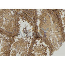 Western blot analysis of extracts from mouse brain, using MOG Antibody. Lane 1 was treated with the antigen-specific peptide.
