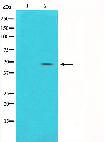 Western blot analysis on HuvEc cell lysate using Connexin 43 Antibody,The lane on the left is treated with the antigen-specific peptide.