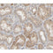 AF0137 at 1/200 staining human kidney tissue sections by IHC-P. The tissue was formaldehyde fixed and a heat mediated antigen retrieval step in citrate buffer was performed. The tissue was then blocked and incubated with the antibody for 1.5 hours at 22¡ãC. An HRP conjugated goat anti-rabbit antibody was used as the secondary
