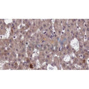 Western blot analysis of extracts from mouse brain, using GFRA1 Antibody. Lane 1 was treated with the antigen-specific peptide.