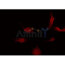 DF7311 at 1/100 staining Mouse pancreas tissue by IHC-P. The sample was formaldehyde fixed and a heat mediated antigen retrieval step in citrate buffer was performed. The sample was then blocked and incubated with the antibody for 1.5 hours at 22¡ãC. An HRP conjugated goat anti-rabbit antibody was used as the secondary
