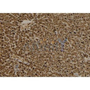 Western blot analysis of extracts from 293, Hela and mouse brain, using RANGAP1 Antibody.