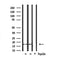 DF7330 at 1/100 staining Mouse liver tissue by IHC-P. The sample was formaldehyde fixed and a heat mediated antigen retrieval step in citrate buffer was performed. The sample was then blocked and incubated with the antibody for 1.5 hours at 22¡ãC. An HRP conjugated goat anti-rabbit antibody was used as the secondary