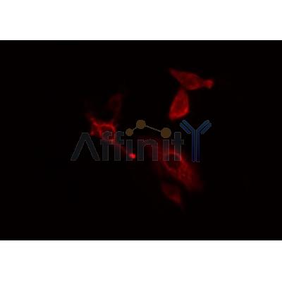 Western blot analysis of extracts from mouse kidney, using CBR1 Antibody.