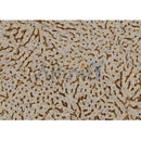 Western blot analysis of extracts from 3t3, using SULT2A1 Antibody. The lane on the left was treated with blocking peptide.