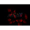 AF0138 staining HuvEc by IF/ICC. The sample were fixed with PFA and permeabilized in 0.1% Triton X-100,then blocked in 10% serum for 45 minutes at 25¡ãC. The primary antibody was diluted at 1/200 and incubated with the sample for 1 hour at 37¡ãC. An  Alexa Fluor 594 conjugated goat anti-rabbit IgG (H+L) Ab, diluted at 1/600, was used as the secondary antibod