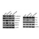 DF7414 staining Hela by IF/ICC. The sample were fixed with PFA and permeabilized in 0.1% Triton X-100,then blocked in 10% serum for 45 minutes at 25¡ãC. The primary antibody was diluted at 1/200 and incubated with the sample for 1 hour at 37¡ãC. An  Alexa Fluor 594 conjugated goat anti-rabbit IgG (H+L) Ab, diluted at 1/600, was used as the secondary antibod