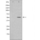 DF7459 at 1/100 staining Mouse pancreas tissue by IHC-P. The sample was formaldehyde fixed and a heat mediated antigen retrieval step in citrate buffer was performed. The sample was then blocked and incubated with the antibody for 1.5 hours at 22¡ãC. An HRP conjugated goat anti-rabbit antibody was used as the secondary