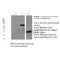 Western blot analysis of C-Myc-Tag Mouse Monoclonal Antibody expression in MYC-tag fusion protein sample