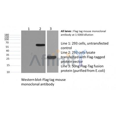   Immunofluorescence MDCK canine kidney epithelial cells, transfected with FLAG tagged myr-PKCz are labeled with Monoclonal ANTI-FLAG (Cat. No. T0003) (red). Actin is stained using phalloidin (blue) and endogenous RhoGDI is labeled green.