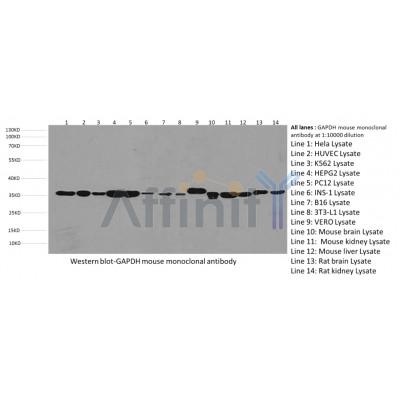 Western blot analysis of various lysates, using GAPDH Mouse Monoclonal Antibody. 