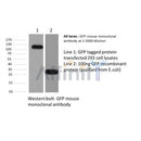 Western blot analysis of GFP Mouse Monoclonal Antibody expression in GFP-tag recombinant protein sample.