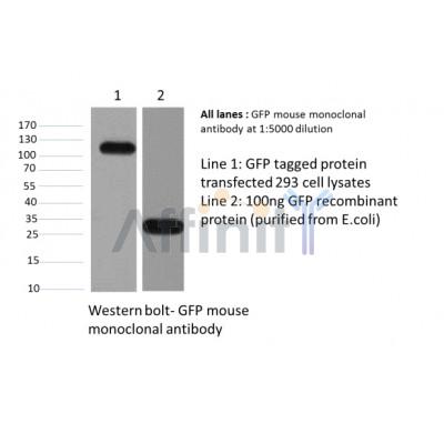 Western blot analysis of GFP Mouse Monoclonal Antibody expression in GFP-tag recombinant protein sample.