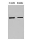 Western blot analysis of GST-tag fusion protein, using GST-Tag Mouse Monoclonal antibody (lane 1: 1:2000; lane 2: 1:5000).