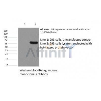Western blot analysis of HA-Tag Mouse Monoclonal Antibody expression in HA-tag fusion protein
 sample