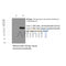 Western blot analysis of HA-Tag Mouse Monoclonal Antibody expression in HA-tag fusion protein
 sample