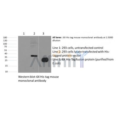 Western blot analysis of His-Tag Mouse Monoclonal Antibody expression in 6*His-tag fusion protein
 sample