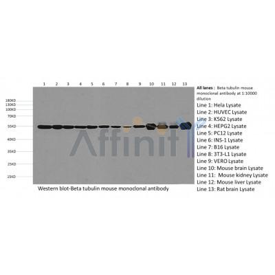 Immunofluoresence analysis of HepG2 cells during mitosis,using tubulin mouse mAb.  Green: Goat Anti-Mouse IgG(H+L) Alexa Fluor488(S0017). Blue: DAPI.