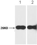 Western blot analysis of GFP-Tag Rabbit Polyclonal Antibody expression in GFP-tag fusion protein sample