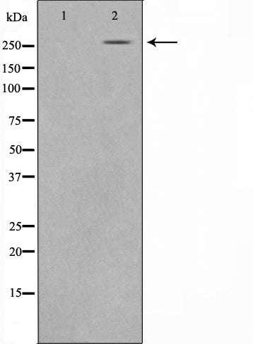 Western blot analysis on HeLa cell lysate using CREB-BP Antibody,The lane on the left is treated with the antigen-specific peptide.