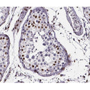 AF0139 at 1/200 staining human testis tissue sections by IHC-P. The tissue was formaldehyde fixed and a heat mediated antigen retrieval step in citrate buffer was performed. The tissue was then blocked and incubated with the antibody for 1.5 hours at 22¡ãC. An HRP conjugated goat anti-rabbit antibody was used as the secondary