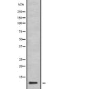 Western blot analysis of extracts from various samples, using GNG11 Antibody.
 Lane 1: Rat  spleen treated with blocking peptide;
 Lane 2: Rat  spleen;
 Lane 3: Rat  lung.