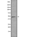 Western blot analysis of LRRC42 expression in HT1080 cell lysate,The lane on the left is treated with the antigen-specific peptide.