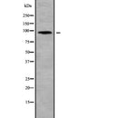 DF2226 staining 293T by IF/ICC. The sample were fixed with PFA and permeabilized in 0.1% Triton X-100,then blocked in 10% serum for 45 minutes at 25¡ãC. The primary antibody was diluted at 1/200 and incubated with the sample for 1 hour at 37¡ãC. An  Alexa Fluor 594 conjugated goat anti-rabbit IgG (H+L) Ab, diluted at 1/600, was used as the secondary antibod