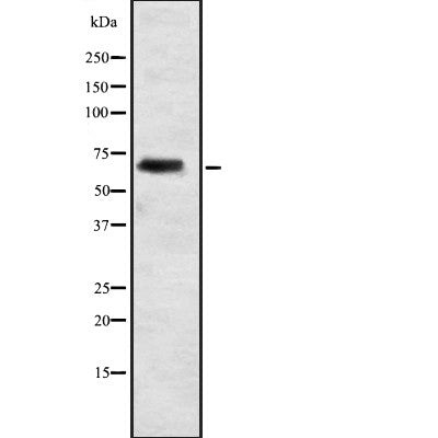 Western blot analysis of ELL2 expression in  293 cell lysate,The lane on the left is treated with the antigen-specific peptide.