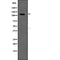 Western blot analysis of SLC12A2 expression in HEK293 cells ,The lane on the left is treated with the antigen-specific peptide.