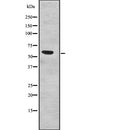 Western blot analysis of SF3A3 Antibody expression in Human fetal liver tissue lysates.