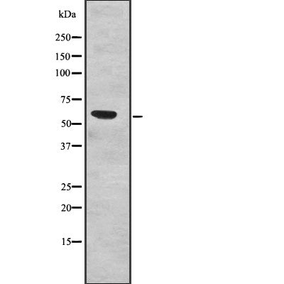 Western blot analysis of SF3A3 Antibody expression in Human fetal liver tissue lysates.