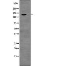 Western blot analysis of USP28 expression in  NIH3T3 whole cell lysate ;,The lane on the left is treated with the antigen-specific peptide.