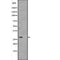 DF2263 staining HepG2 cells by IF/ICC. The sample were fixed with PFA and permeabilized in 0.1% Triton X-100,then blocked in 10% serum for 45 minutes at 25¡ãC. The primary antibody was diluted at 1/200 and incubated with the sample for 1 hour at 37¡ãC. An  Alexa Fluor 594 conjugated goat anti-rabbit IgG (H+L) antibody(Cat.
