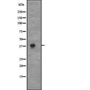 DF2283 staining NIH-3T3 by IF/ICC. The sample were fixed with PFA and permeabilized in 0.1% Triton X-100,then blocked in 10% serum for 45 minutes at 25¡ãC. The primary antibody was diluted at 1/200 and incubated with the sample for 1 hour at 37¡ãC. An  Alexa Fluor 594 conjugated goat anti-rabbit IgG (H+L) Ab, diluted at 1/600, was used as the secondary antibod