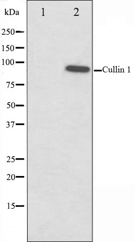 Western blot analysis on HeLa cell lysate using Cullin 1 Antibody,The lane on the left is treated with the antigen-specific peptide.