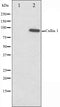 Western blot analysis on HeLa cell lysate using Cullin 1 Antibody,The lane on the left is treated with the antigen-specific peptide.