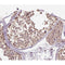 AF0140 at 1/200 staining human testis tissue sections by IHC-P. The tissue was formaldehyde fixed and a heat mediated antigen retrieval step in citrate buffer was performed. The tissue was then blocked and incubated with the antibody for 1.5 hours at 22¡ãC. An HRP conjugated goat anti-rabbit antibody was used as the secondary