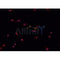 AF0140 staining HeLa  cells by IF/ICC. The sample were fixed with PFA and permeabilized in 0.1% Triton X-100,then blocked in 10% serum for 45 minutes at 25¡ãC. The primary antibody was diluted at 1/200 and incubated with the sample for 1 hour at 37¡ãC. An  Alexa Fluor 594 conjugated goat anti-rabbit IgG (H+L) antibody(Cat.