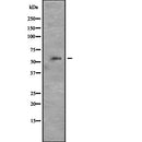 DF2309 staining 293 by IF/ICC. The sample were fixed with PFA and permeabilized in 0.1% Triton X-100,then blocked in 10% serum for 45 minutes at 25¡ãC. The primary antibody was diluted at 1/200 and incubated with the sample for 1 hour at 37¡ãC. An  Alexa Fluor 594 conjugated goat anti-rabbit IgG (H+L) Ab, diluted at 1/600, was used as the secondary antibod