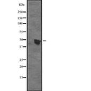 DF2320 at 1/100 staining Mouse testis tissue by IHC-P. The sample was formaldehyde fixed and a heat mediated antigen retrieval step in citrate buffer was performed. The sample was then blocked and incubated with the antibody for 1.5 hours at 22¡ãC. An HRP conjugated goat anti-rabbit antibody was used as the secondary
