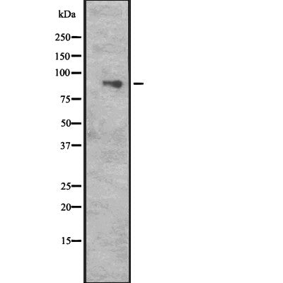 Western blot analysis of CUL5 expression in  Hela cell lysate,The lane on the left is treated with the antigen-specific peptide.
