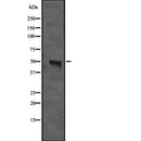 DF2325 staining Hela cells by IF/ICC. The sample were fixed with PFA and permeabilized in 0.1% Triton X-100,then blocked in 10% serum for 45 minutes at 25¡ãC. The primary antibody was diluted at 1/200 and incubated with the sample for 1 hour at 37¡ãC. An  Alexa Fluor 594 conjugated goat anti-rabbit IgG (H+L) antibody(Cat.