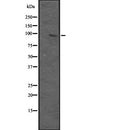 Western blot analysis of MAP3K12 expression in HEK293 cells ,The lane on the left is treated with the antigen-specific peptide.
