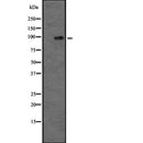 Western blot analysis of MAP4K5 expression in  MOLT4 whole cell lysate ;,The lane on the left is treated with the antigen-specific peptide.